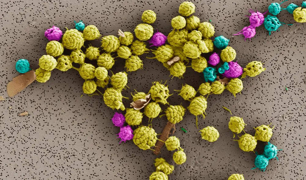 Bacterias que viven en grupos estrechamente unidos muestran cómo la vida pudo haber evolucionado hacia formas multicelulares complejas. Foto: Roland Hatzenpichler / Universidad Estatal de Montana