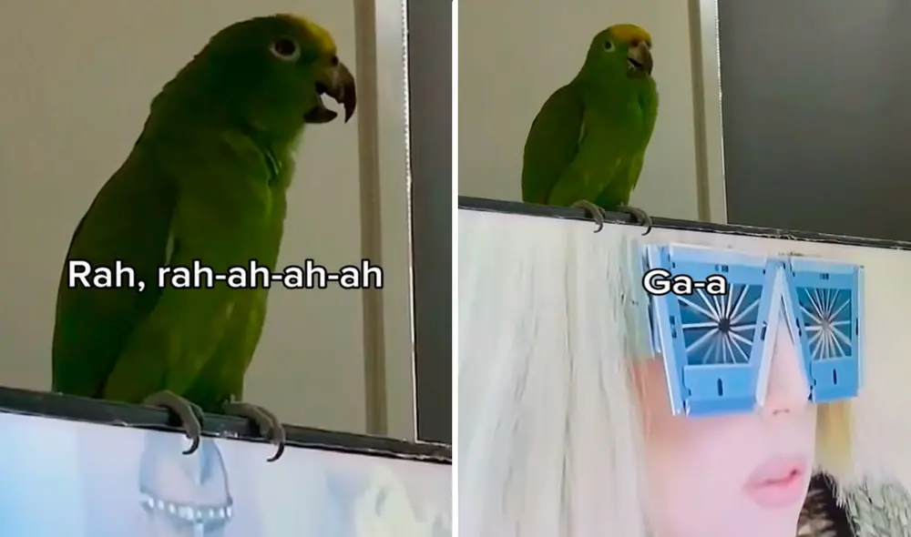 El video del lorito superó el millón de vistas en la plataforma. Foto: captura de TikTok