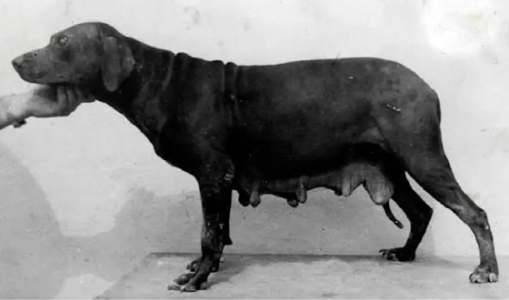 El pitbull peruano existió hace más de 100 años. Foto: composición LR/SciELO Perú El pitbull peruano existió hace más de 100 años. Foto: composición LR/SciELO Perú