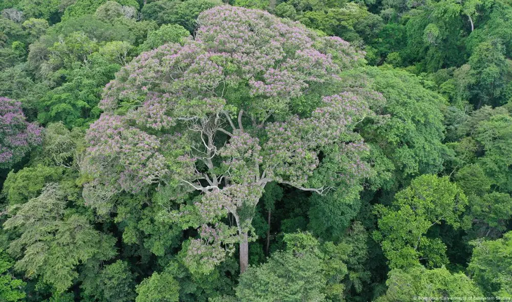 Descubren árbol que convierte los rayos como herramienta para sobrevivir. Foto: Evan Gora/Cary Institute of Ecosystem Studies