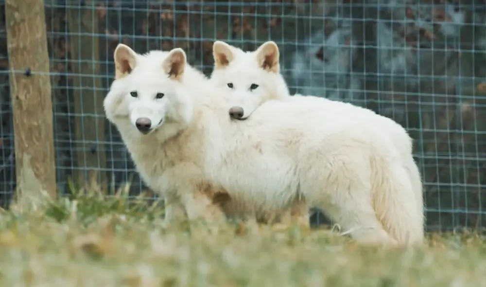Científicos crearon unos "lobos gigantes" genéticamente modificados que se asemejan a los depredadores extintos de la Edad de Hielo. Foto: Colossal Biosciences Científicos crearon unos "lobos gigantes" genéticamente modificados que se asemejan a los depredadores extintos de la Edad de Hielo. Foto: Colossal Biosciences