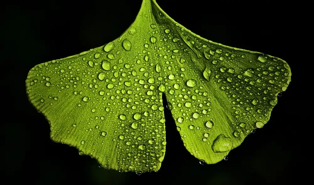 El ginkgo biloba mejora la memoria, previene el deterioro cognitivo y favorece la circulación cerebral. Foto: Pixabay