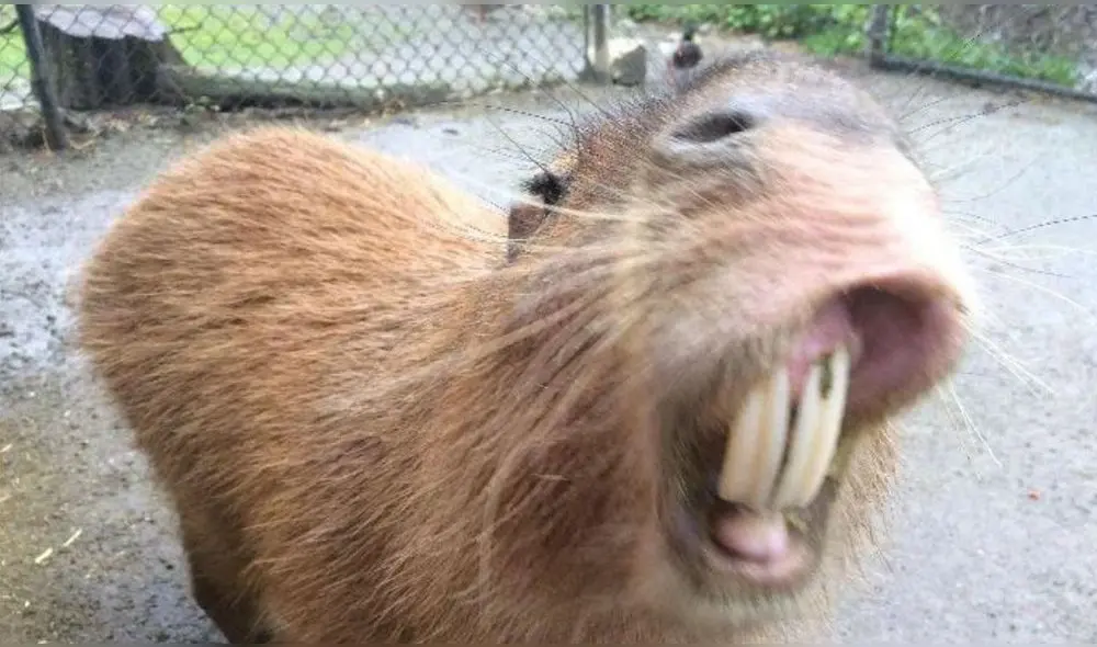 Californianos que tengan estas mascotas podrían recibir cargos y la imposición de sanciones económicas. Foto: difusión. Californianos que tengan estas mascotas podrían recibir cargos y la imposición de sanciones económicas. Foto: difusión.