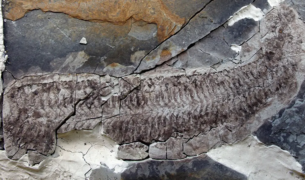 El fósil ha sido denominado Keurbos susanae y, según la investigadora principal, el nombre fue elegido en homenaje a su madre. Foto: University of Leicester. El fósil ha sido denominado Keurbos susanae y, según la investigadora principal, el nombre fue elegido en homenaje a su madre. Foto: University of Leicester.