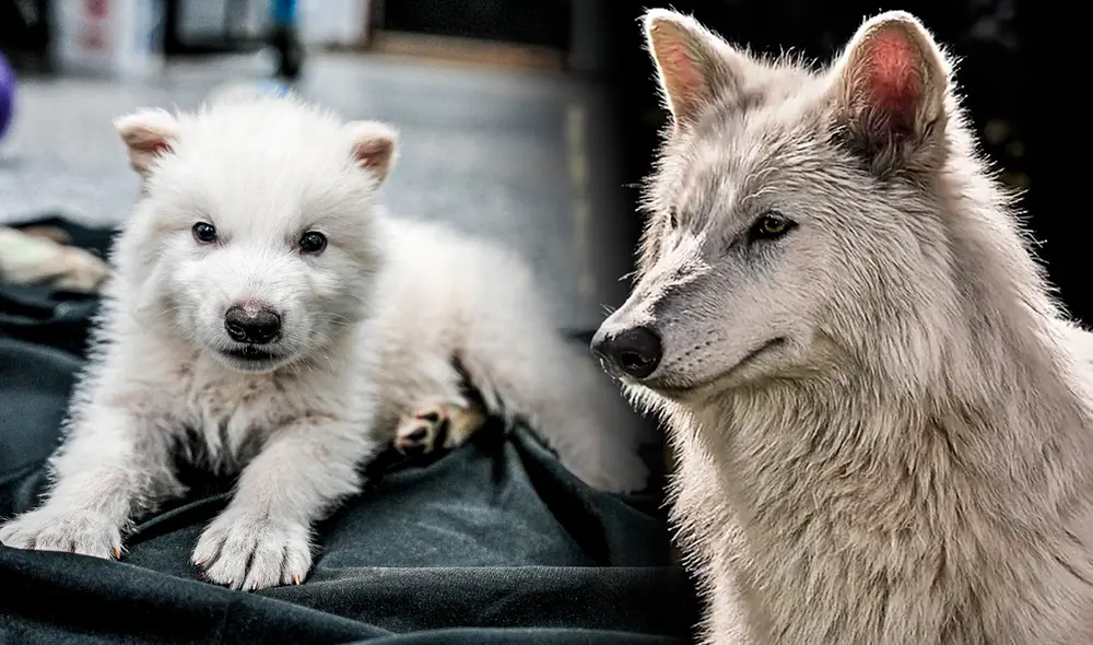 Expertos en genética han aclarado que estos animales no son verdaderos lobos gigantes revividos, sino híbridos experimentales. Foto: Composición LR/U.Chile/TIME Expertos en genética han aclarado que estos animales no son verdaderos lobos gigantes revividos, sino híbridos experimentales. Foto: Composición LR/U.Chile/TIME
