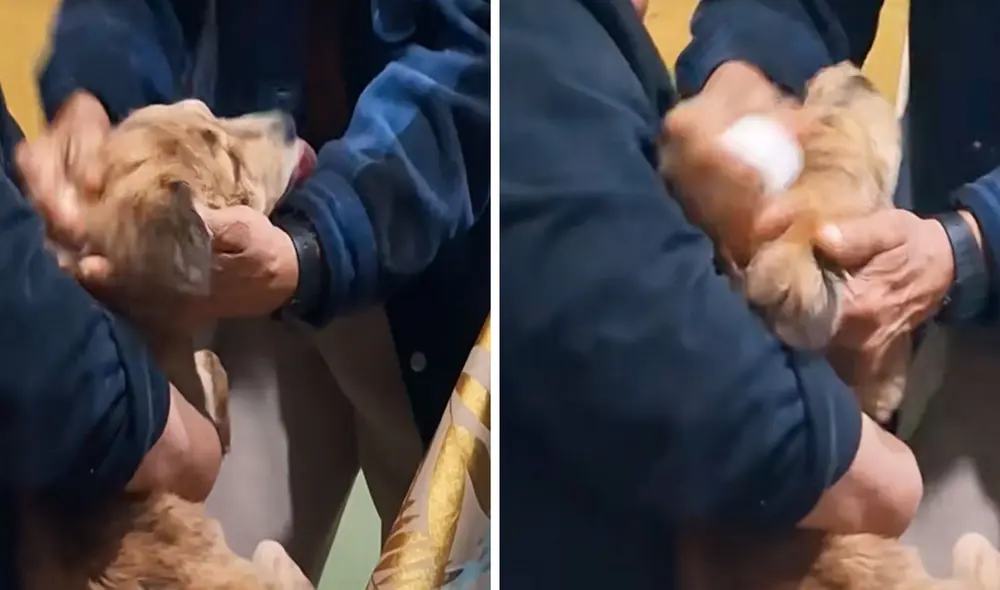 Una familia decidió pasarle un huevo a su perrito enfermo para quitarle el denominado ‘mal de ojo’. Foto: composición LR/ TikTok/ @joshdan_21