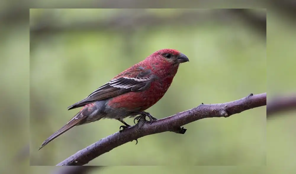 Pinicola enucleator. Foto: Observation.org Pinicola enucleator. Foto: Observation.org