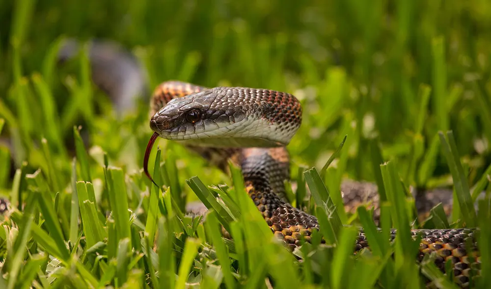 Identificar las serpientes venenosas en Texas, como las de cascabel o cabeza de cobre, es fundamental. Foto: Texas Parks and Wildlife