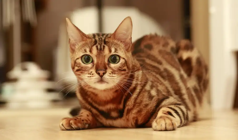 La Asociación Internacional del Gato (TICA) reconoció oficialmente a los gatos Bengala como una raza en 1986. Foto: Pixabay. La Asociación Internacional del Gato (TICA) reconoció oficialmente a los gatos Bengala como una raza en 1986. Foto: Pixabay.