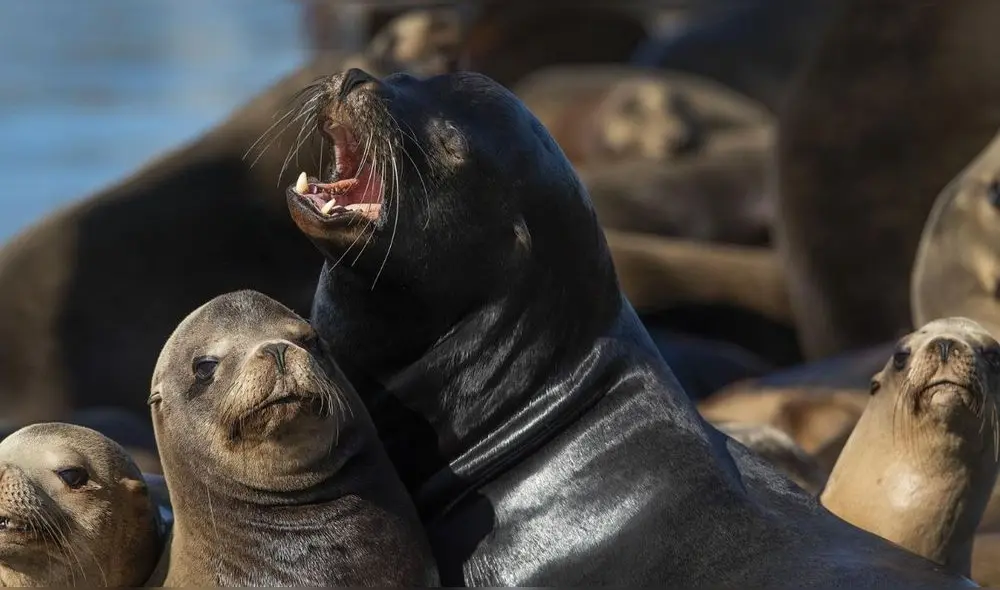 El ácido domoico está presente en mariscos y en aguas contaminadas por floraciones de algas nocivas. Foto: difusión. El ácido domoico está presente en mariscos y en aguas contaminadas por floraciones de algas nocivas. Foto: difusión.