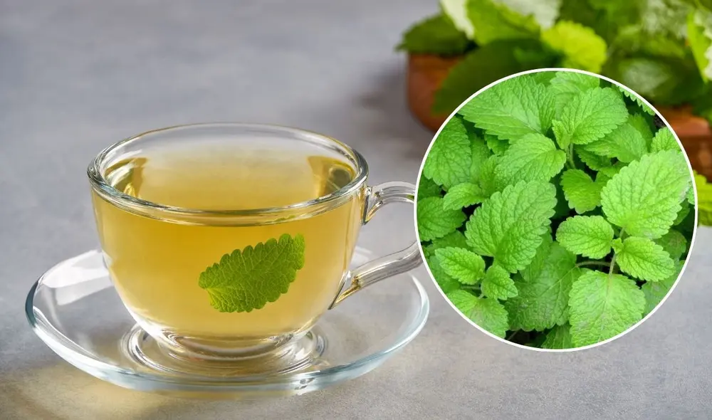 El toronjil es una planta medicinal que ayuda a combatir el hígado graso, reduce el riesgo de cirrosis hepática y mejora la función hepática gracias a sus propiedades antiinflamatorias y antioxidantes. Foto: composición LR