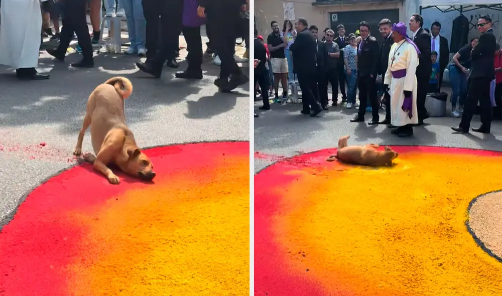 El perrito no dudó en acercarse a la alfombra de aserrín y comenzó a revolcarse lo que dejó los asistentes sorprendidos. Foto: composición/ TikTok / @pabloambrosio10