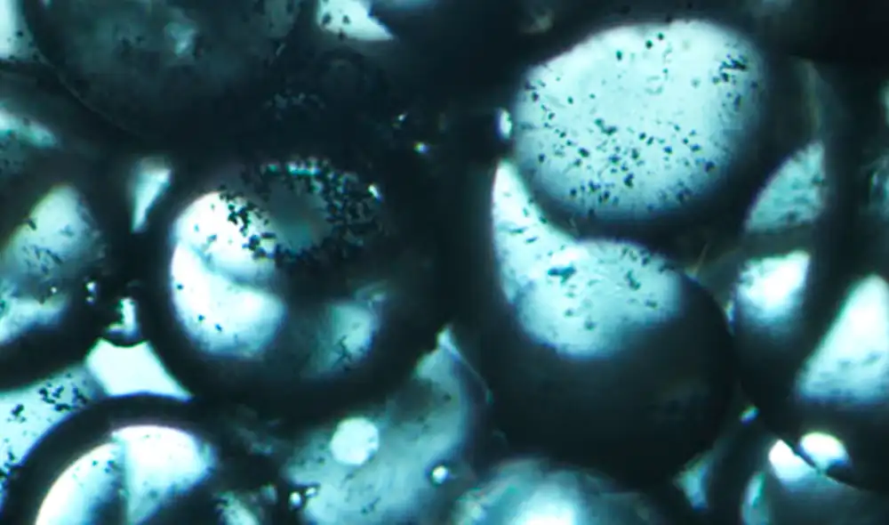 El fluido posee gotas que se estabilizan con sus nanopartículas de sílice y níquel. Foto: Nature