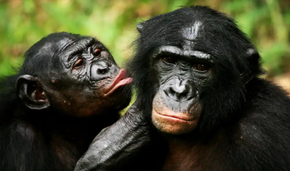 Identificaron que los bonobos forman combinaciones vocales que reflejan un significado estructurado. Foto: IStock