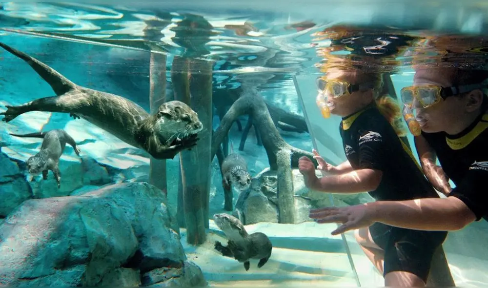 Entre sus principales atracciones se encuentra el nado con delfines en una amplia laguna, así como el esnórquel en The Grand Reef. Foto: difusión. Entre sus principales atracciones se encuentra el nado con delfines en una amplia laguna, así como el esnórquel en The Grand Reef. Foto: difusión.