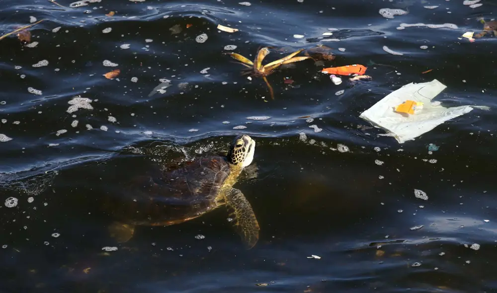 Hallaron partículas plásticas en el corazón, riñones, hígado, bazo, estómago, intestinos, músculos, grasa subcutánea y cerebro de las tortugas. Foto: EFE