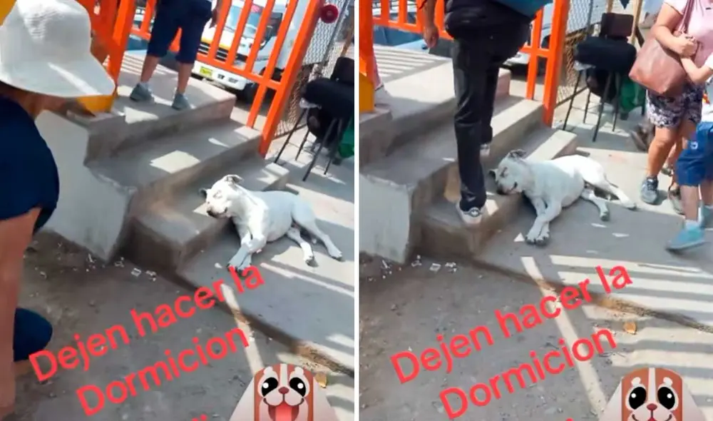 Las emotivas imágenes se viralizaron en redes sociales. Foto: captura de TikTok