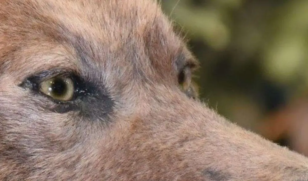 El tigre de Tasmania fue el marsupial gigante más respetado en Oceanía. Foto: CNN El tigre de Tasmania fue el marsupial gigante más respetado en Oceanía. Foto: CNN