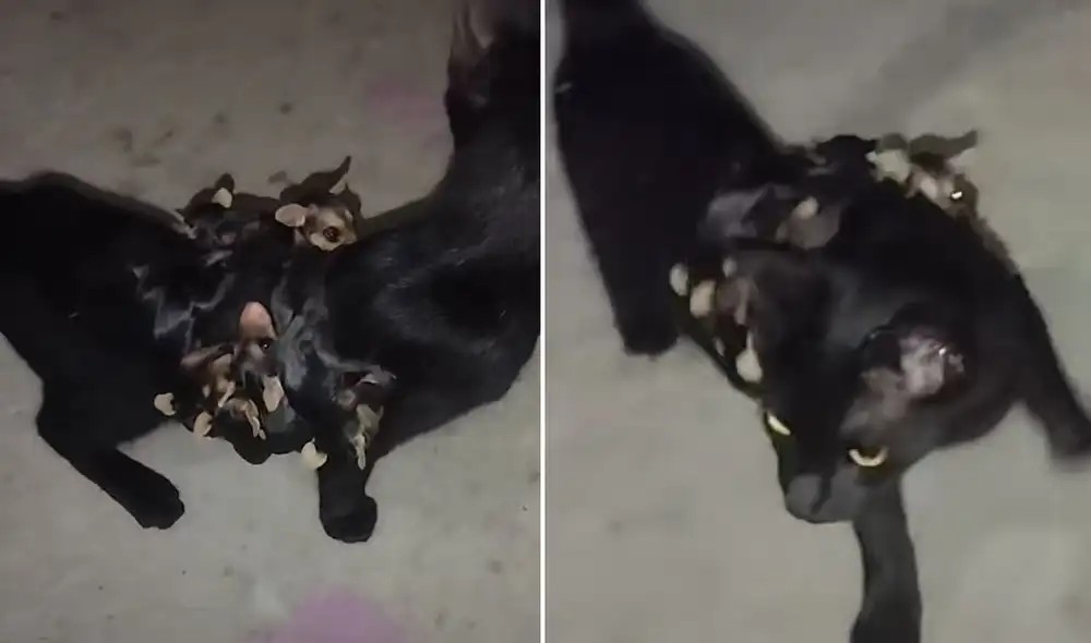 "No los abandones", reaccionaron usuarios en redes. Foto: composición LR/ TikTok "No los abandones", reaccionaron usuarios en redes. Foto: composición LR/ TikTok