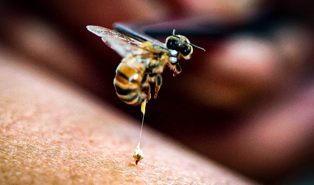 El veneno de abeja tiene potencial para ser usado en tratamientos contra el cáncer, ya que podría ser una base para tratamientos con menos efectos secundarios que la quimioterapia tradicional. Foto: Dimas Ardian.