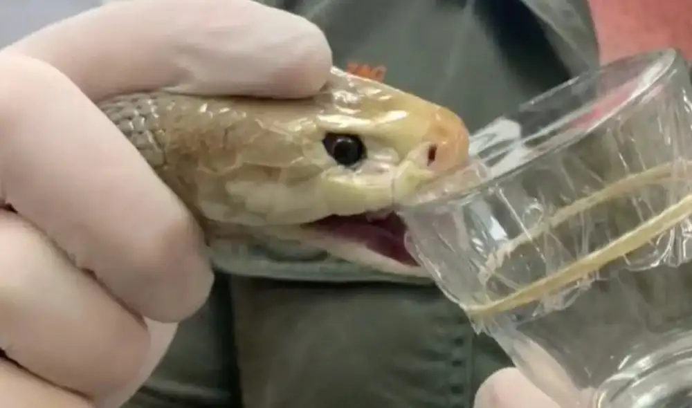 Una sola mordida puede acabar en media hora con la vida de sus presas. Foto: CNN