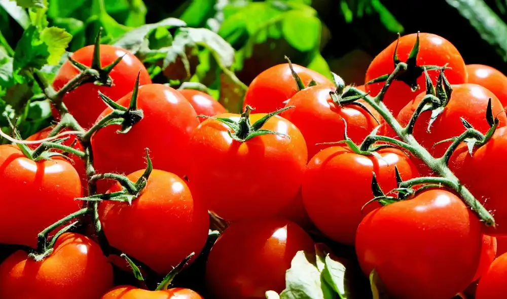 Estados Unidos impondrá un arancel del 20,91% a los tomates importados desde México a partir del 14 de julio, tras el fin del acuerdo antidumping de 2019. Foto: Pixabay. Estados Unidos impondrá un arancel del 20,91% a los tomates importados desde México a partir del 14 de julio, tras el fin del acuerdo antidumping de 2019. Foto: Pixabay.
