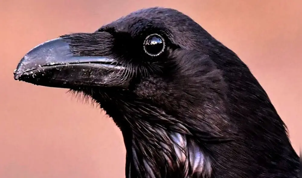 Este hallazgo refuerza la idea de que los cuervos poseen una inteligencia mucho más desarrollada de lo que se pensaba. Foto: CREAF/Miguel Vences.