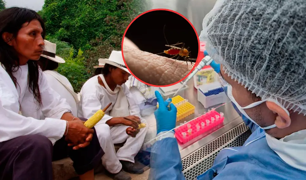 Saberes indígenas y médicos en Colombia se unen para erradicar el Chagas. Foto: Composición LR.