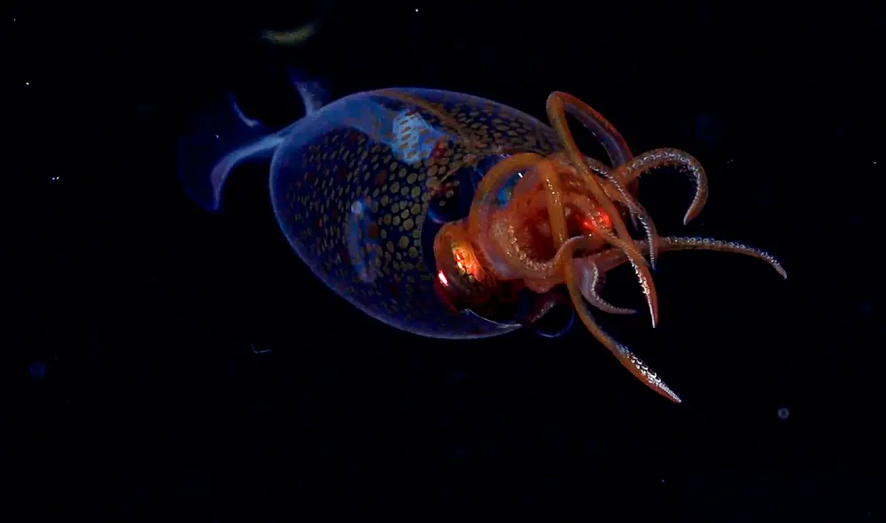Nunca se había captado en video a un calamar colosal vivo en su entorno natural. Foto: Schmidt Ocean Institute.