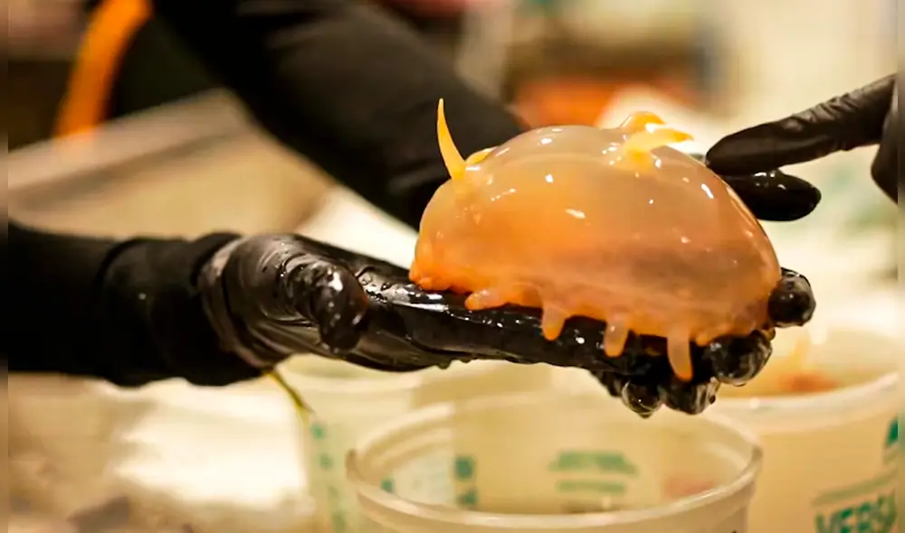 Una de las criaturas más extrañas fue un cerdo marino. Estos extraños animales son un tipo de pepino de mar y miden entre 4 y 15 centímetros de largo. Fuente: AAD/Pete Harmsen. Una de las criaturas más extrañas fue un cerdo marino. Estos extraños animales son un tipo de pepino de mar y miden entre 4 y 15 centímetros de largo. Fuente: AAD/Pete Harmsen.