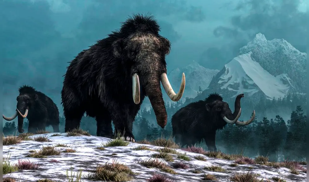 Un nuevo estudio liderado por el Centro de Paleogenética de la Universidad de Estocolmo permitió extraer y analizar ADN antiguo del mamut. Foto: National Geographic.