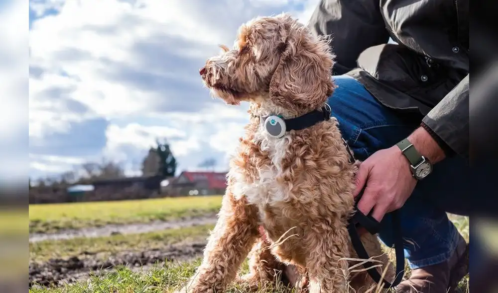 MSD Animal Health ofrece recomendaciones para garantizar la seguridad y salud de perros y gatos en los traslados.