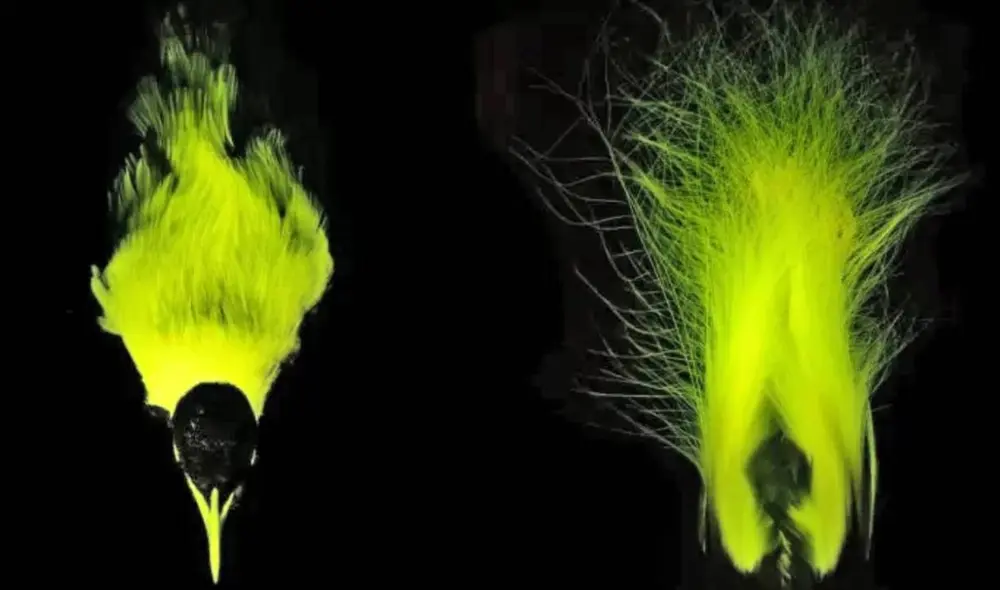 Extrañas aves sorprenden a biólogos por el brillo de sus plumas. Foto: CNN