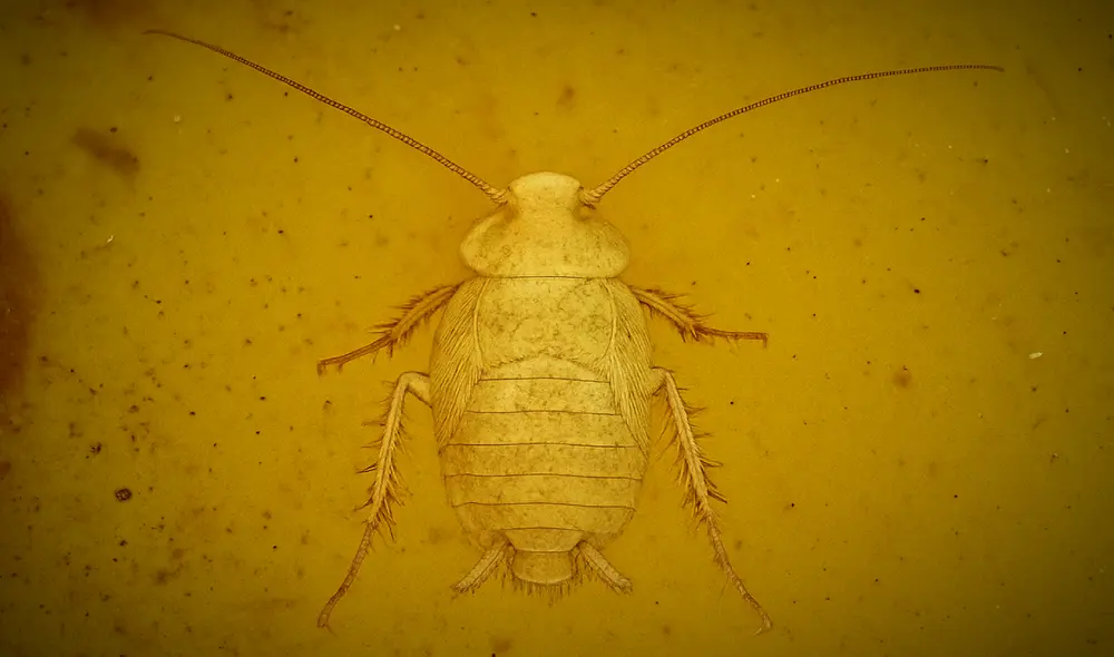 Esta cucaracha prehistórica ha mostrado características únicas de adaptación a la vida subterránea. Foto: IA/La República.