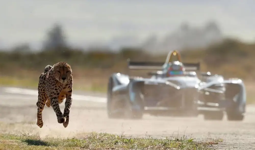 Este temido depredador es rápido como un auto de carreras y arrasa con sus presas en segundos. Foto: ESPN Este temido depredador es rápido como un auto de carreras y arrasa con sus presas en segundos. Foto: ESPN