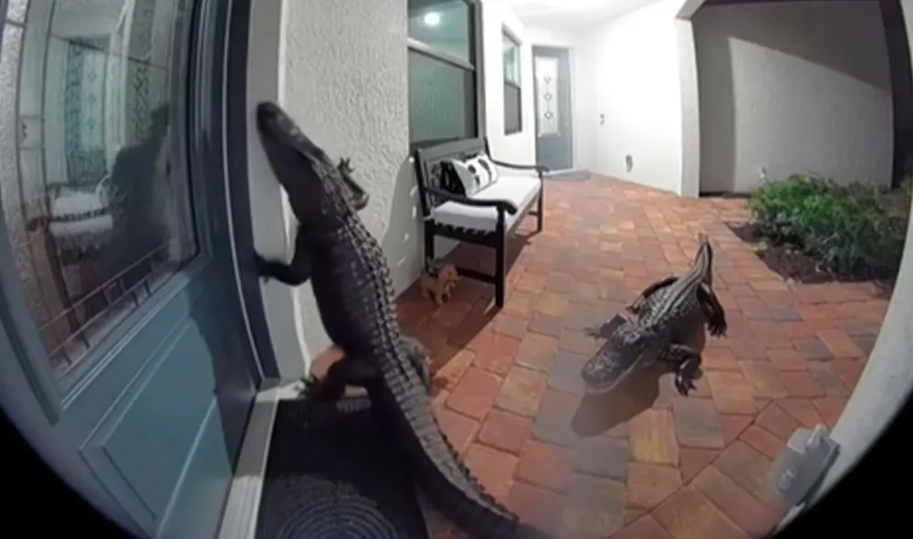 El hecho ocurrió en Estados Unidos. Un cocodrilo que caminaba por el patio frontal de una casa, "tocó" al timbre con su pata, esperó un poco junto para ver si alguien los recibía. Foto: composición LR/ TikTok / @ceciarmy El hecho ocurrió en Estados Unidos. Un cocodrilo que caminaba por el patio frontal de una casa, "tocó" al timbre con su pata, esperó un poco junto para ver si alguien los recibía. Foto: composición LR/ TikTok / @ceciarmy