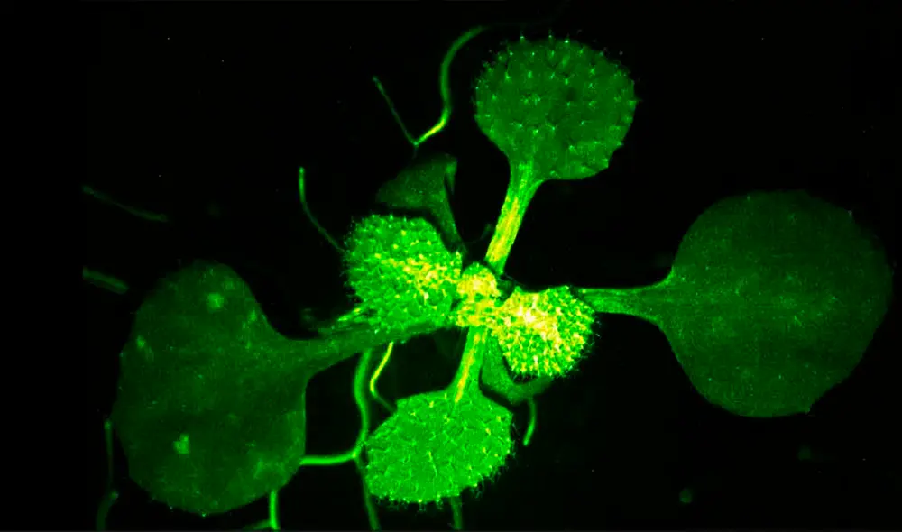 El experimento revela a dos especies de plantas que realizan una comunicación química y casi imperceptible. Foto: Captura