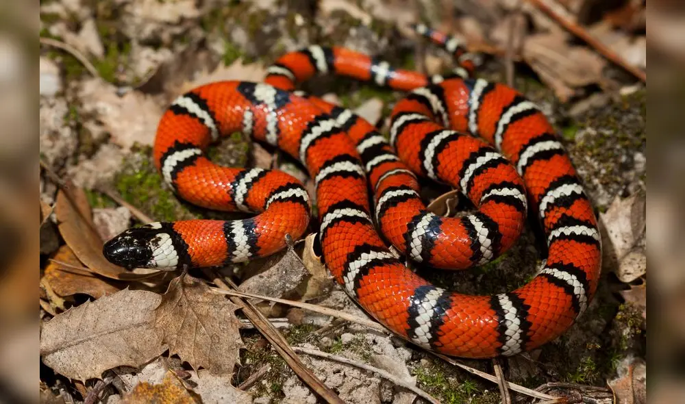 Sellar grietas en paredes, puertas y ventanas, mantener el césped corto y eliminar acumulaciones de leña o escombros son prácticas recomendadas para evitar que las serpientes ingresen al hogar. Foto: iNaturalist Ecuador