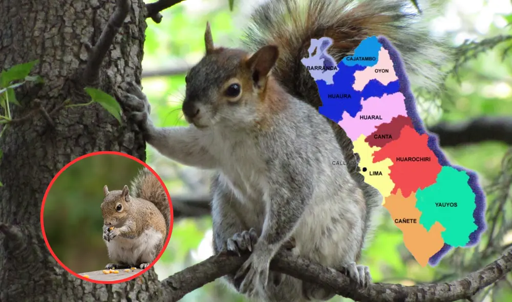 Las ardillas se crían principalmente en los bosques. Foto: Composición LR/ Wikipedia/ Freepik. Foto: Composición LR/ Wikipedia/ Freepik/ Difusión