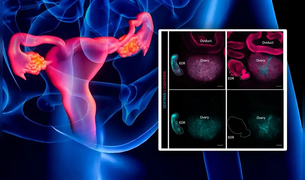 Los científicos identificaron tres regiones diferenciadas dentro de la red ovárica, las cuales responderían a señales hormonales. Foto: Composición LR/eLife/Tomi.