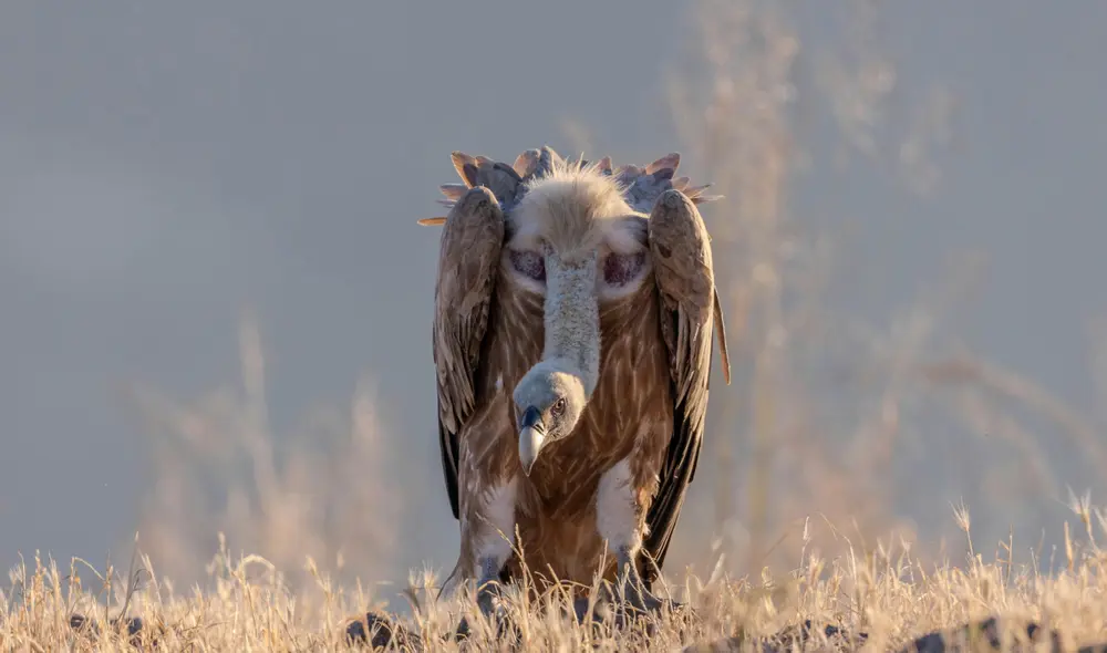 El buitre de Rüppell es un ave carroñera del África que posee el récord de vuelo más alto. Foto: Pexels El buitre de Rüppell es un ave carroñera del África que posee el récord de vuelo más alto. Foto: Pexels