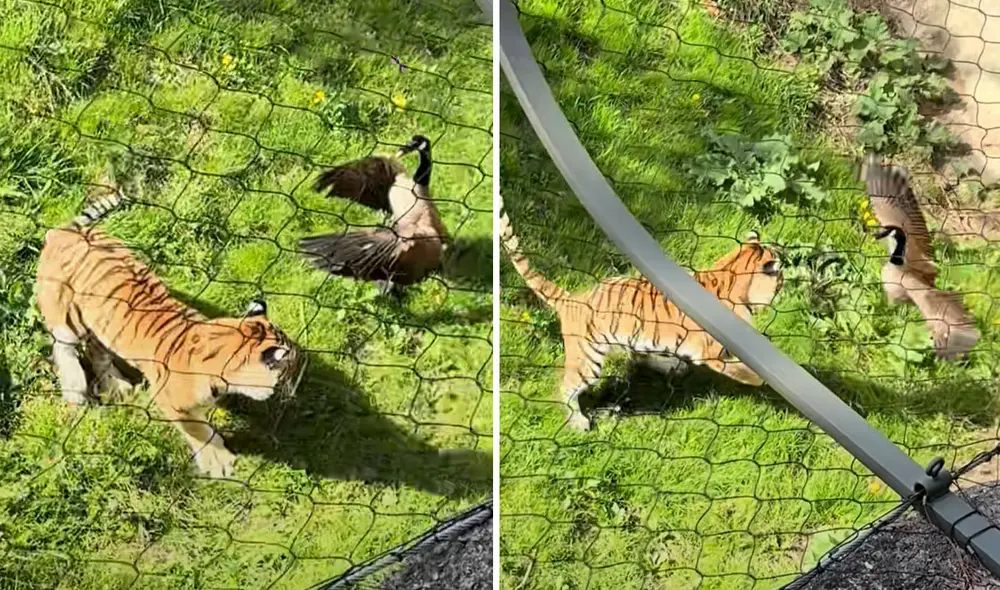 Usuaria captó el preciso instante en que el tigre fue sorprendido por la reacción del ave. Foto: composición LR/ @jnorm2532/@ceciarmy