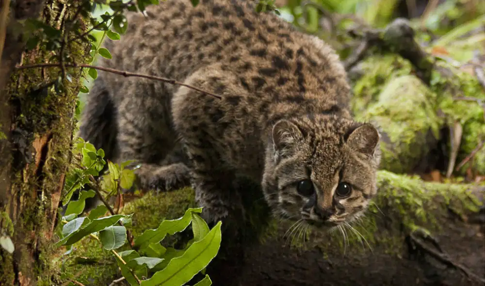 La Fiscalía Penal investiga el caso por maltrato y tenencia ilegal, analizando videos y testigos para identificar a los agresores, que serían menores de edad. Foto: EFE La Fiscalía Penal investiga el caso por maltrato y tenencia ilegal, analizando videos y testigos para identificar a los agresores, que serían menores de edad. Foto: EFE