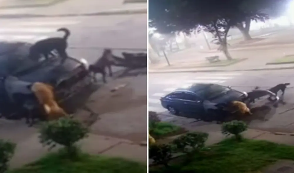 "Estamos indagando si estos perros cuentan con algún responsable", indicaron autoridades. Foto: composición LR/ TikTok
