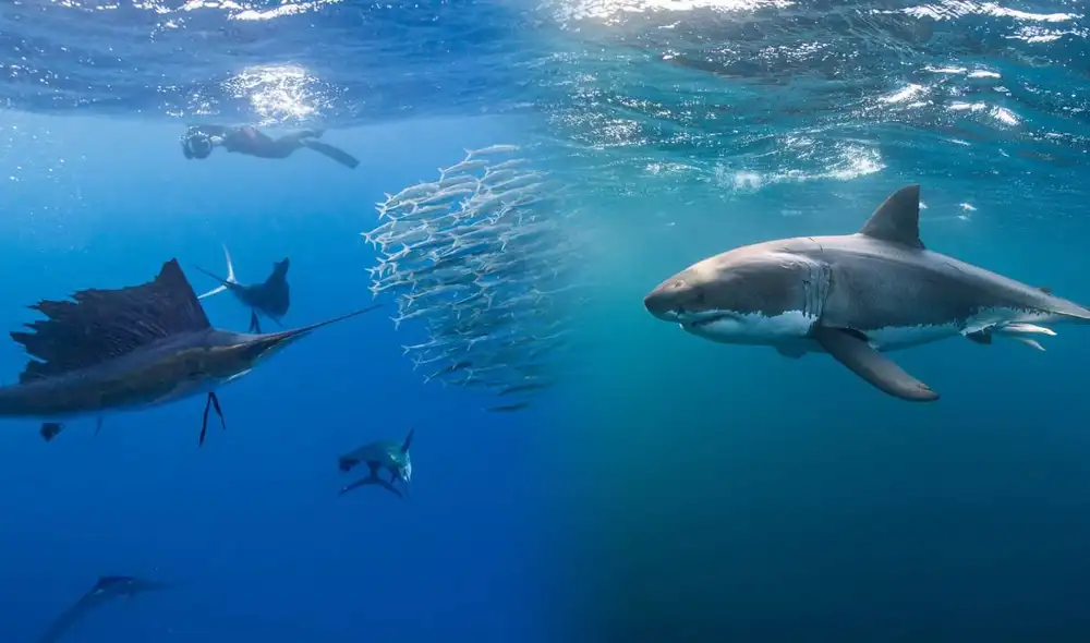 Tiburón Vela es más rápido que el tiburón blanco en las costas de Estados Unidos. Composición: Lr/CNN