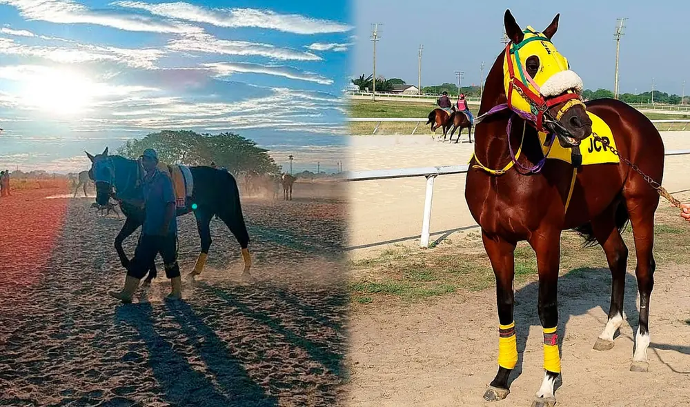 El Hipódromo de Valencia celebra su octava reunión del año con 9 carreras. Foto: composición LR / Hinava