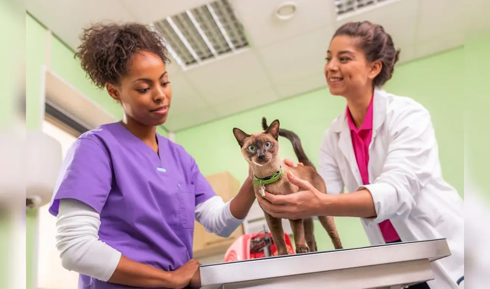 Se resalta que más de 10,000 Médicos Veterinarios Zootecnistas en Perú contribuyen al desarrollo sanitario del país.