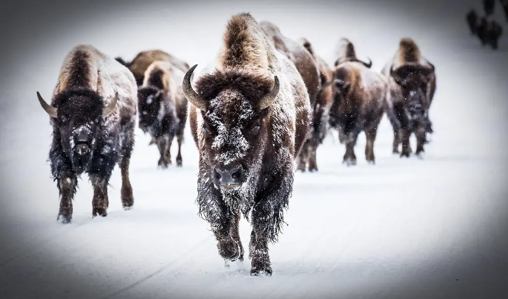 El reciente hallazgo de que los bisontes de Yellowstone conforman una “supermanada”. Foto: NPS / Jacob W. Frank