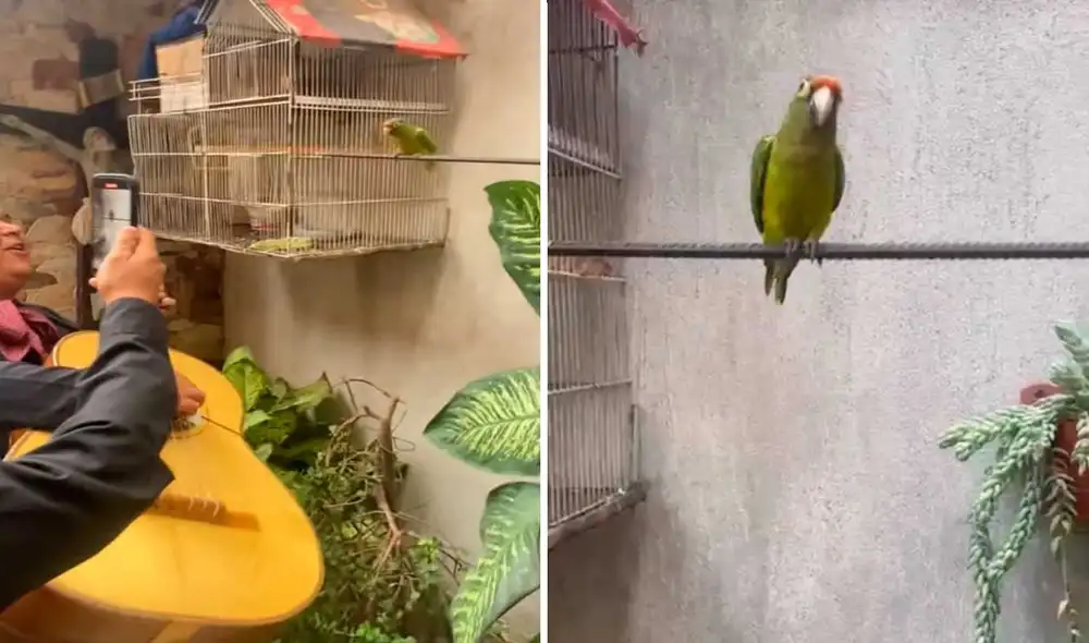 Video tiene miles de vistas en la plataforma. Foto: captura de TikTok/ @evelinpajarito205