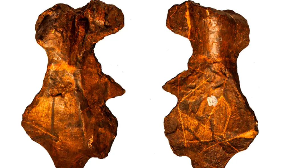 Los mosasaurios, conocidos como 'dragones marinos', fueron los depredadores más temibles de los océanos durante el periodo Cretácico. Foto: Resear Chgate Los mosasaurios, conocidos como 'dragones marinos', fueron los depredadores más temibles de los océanos durante el periodo Cretácico. Foto: Resear Chgate